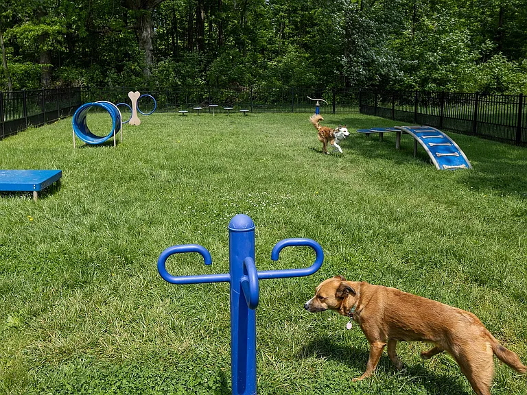 Bark Park