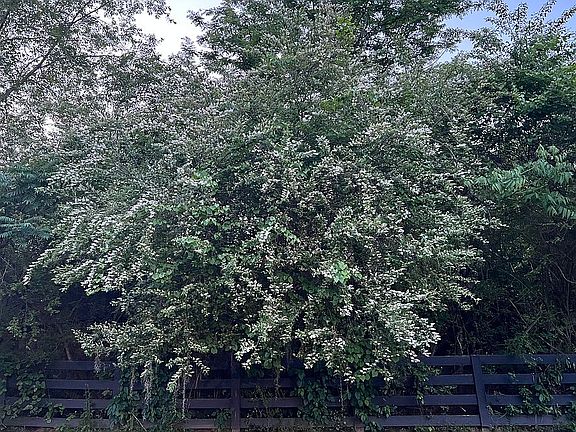 Flagrant Chinese Privet Tree