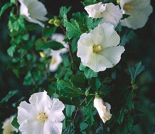 RoseOfSharon by deck
