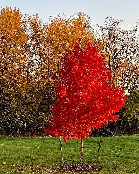 View from the patio