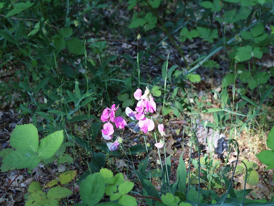 4055 Iowa Hill Rd, Colfax, CA 95713 MLS 223056393 Zillow