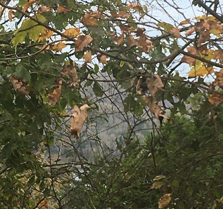 2nd image of 0 Coconut Ridge Rd Lot 22