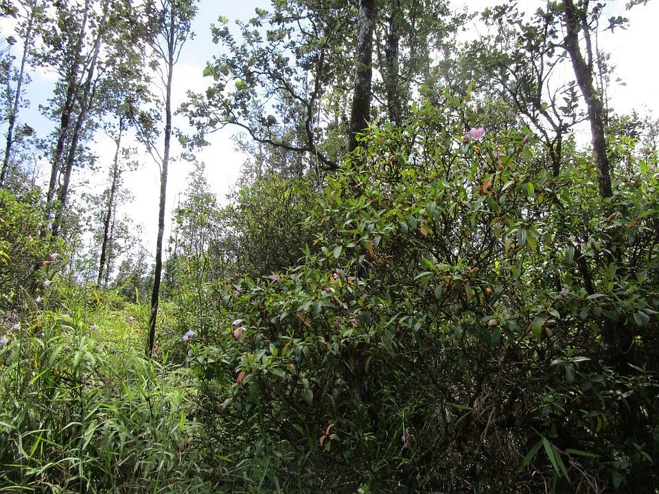 1st image of Sugarcane Ln Lot 16
