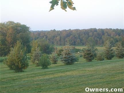 stand of new pines