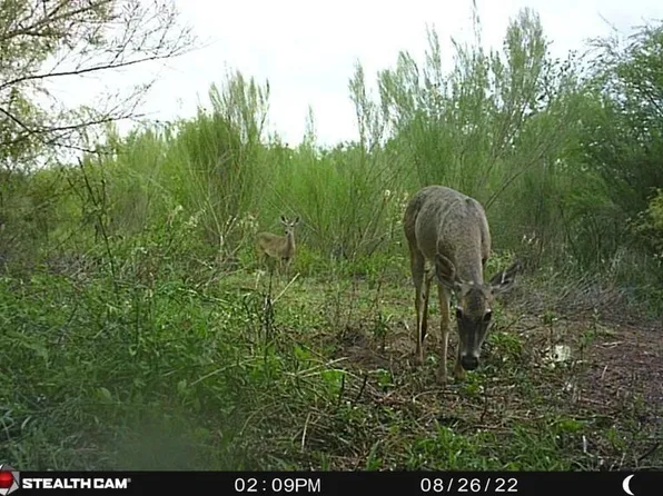 County Road 408, Falfurrias, TX 78355