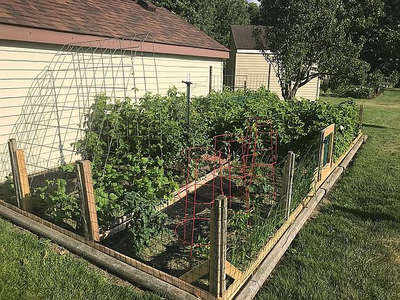 Garden with raspberry bushes