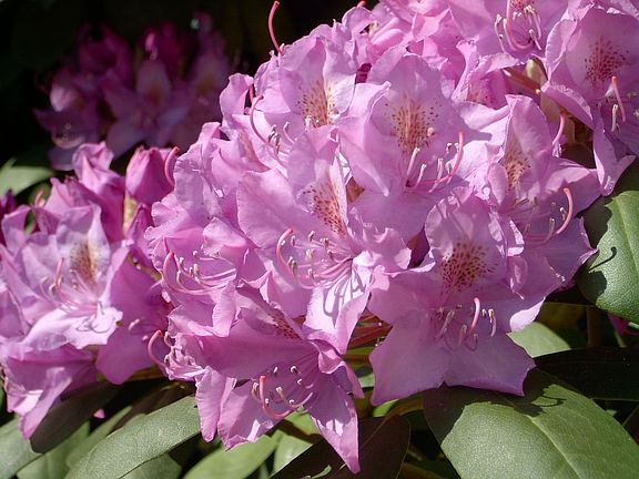 rhododendron behind garage