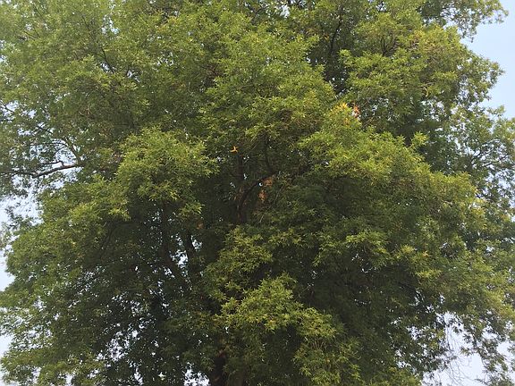 DNR State Champ Tree
