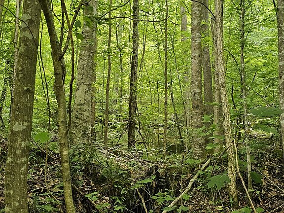 Young natural hardwood on the southwestern portion of the property.