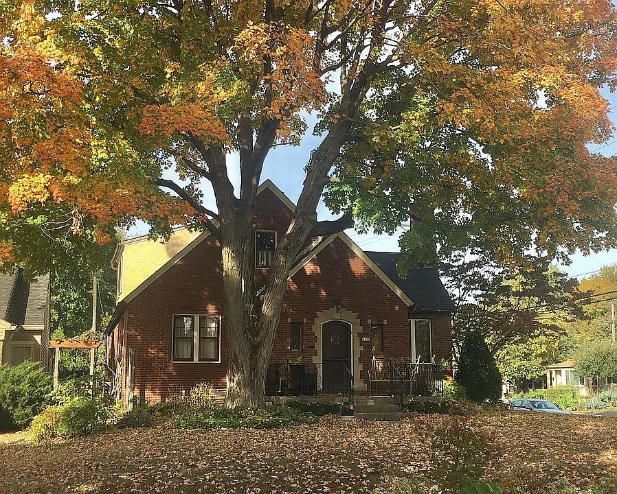 Large maple tree in fall