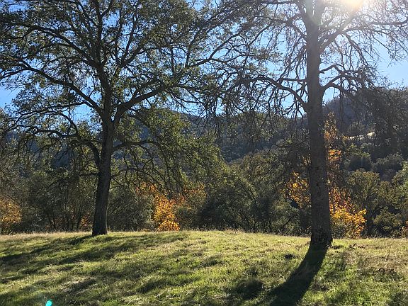 Big Beautiful Oak trees