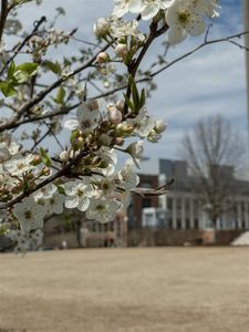 2441 Campus Shore Dr #209, Raleigh, NC, 27612