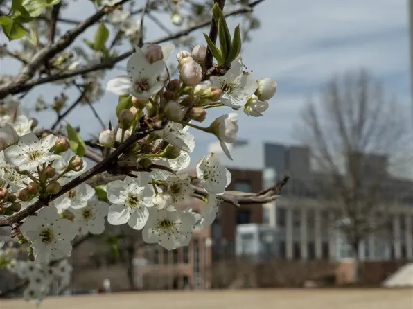 2441 Campus Shore Dr #209, Raleigh, NC 27612