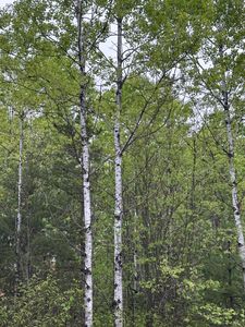 Kelly Dam Rd Lot 7, Tomahawk, WI, 54487