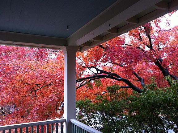 Beautiful Japanese Maple in Autumn