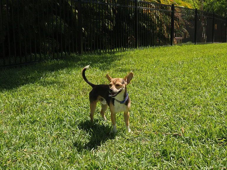 Off Leash Dog Park