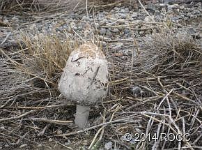 5th image of 8775 Antlers Trl