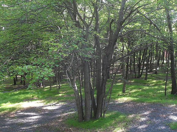 Back of Driveway