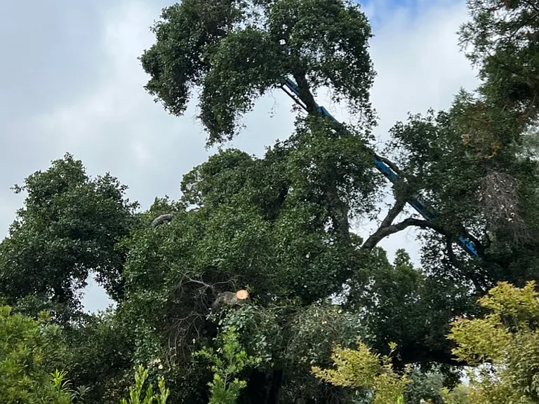 Backyard view looking out to adjacent green space.