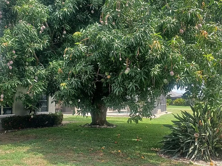 3727 Palm Tree Blvd — Photo 17