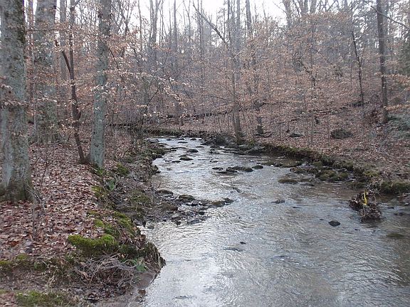 creek behind the house