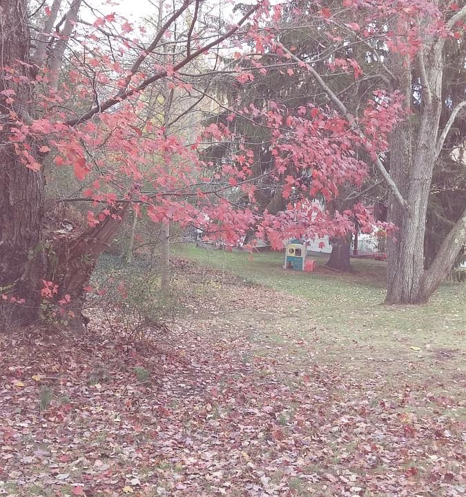 Side yard