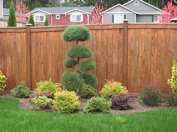 backyard in summer
