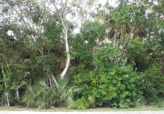 1st image of 336 Wild Orchid Ln