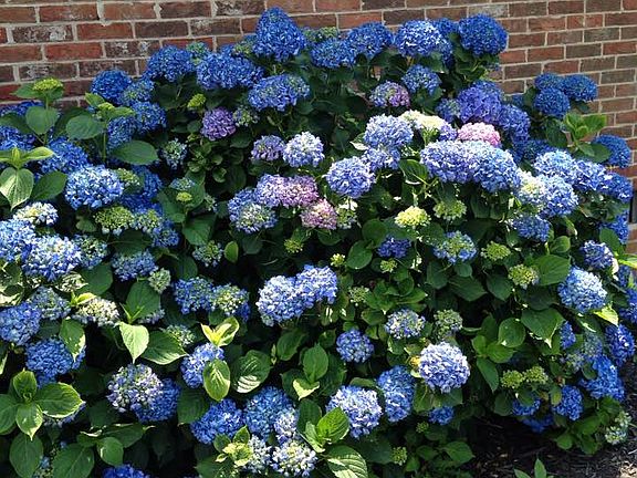 Hydrangeas in bloom