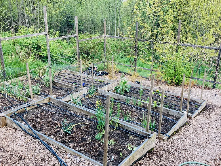 Organic garden with raised beds, mature berry plants (strawberries, blue berries, currants, raspberries), grape vines, fruit trees

Automatic drip watering system