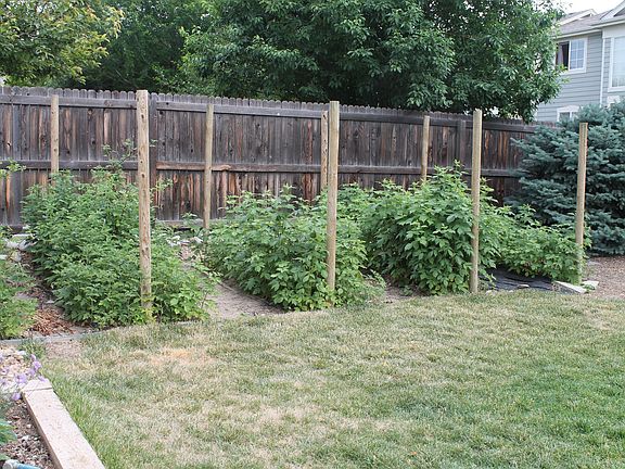 rasberry bushes