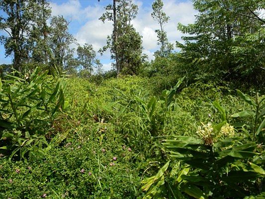 4th image of Lehua Dr Lot 55