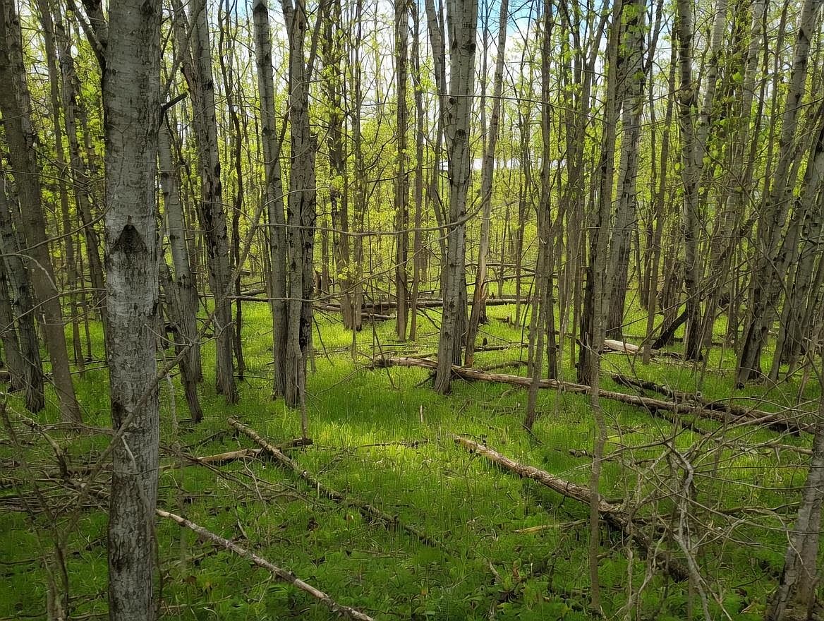 LOT 56 Linksview Way