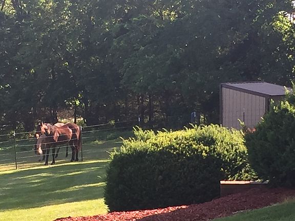 Horses