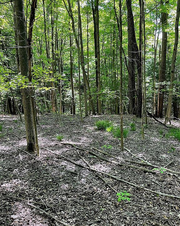 2nd image of 9611 Crump Rd