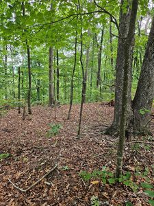 0 Deer Jump Trl LOT 347, Lake Lure, NC, 28746