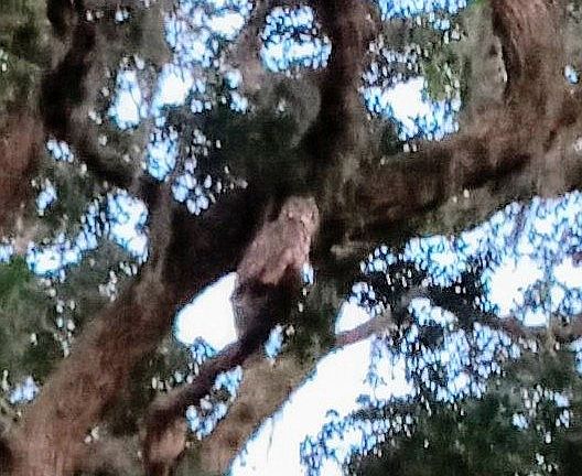 Can you find the owl in pic?