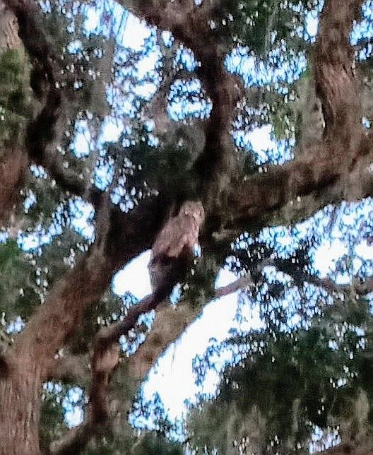 Can you find the owl in pic?
