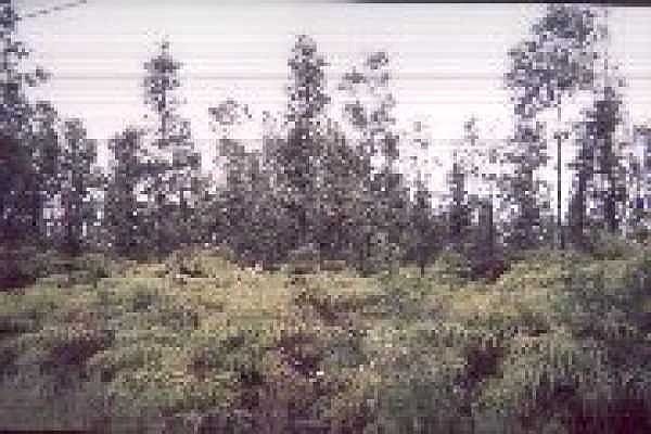 2nd image of Pahoa Rd Lot 12-A