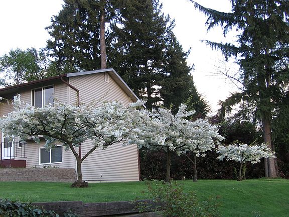 Side with cherry trees