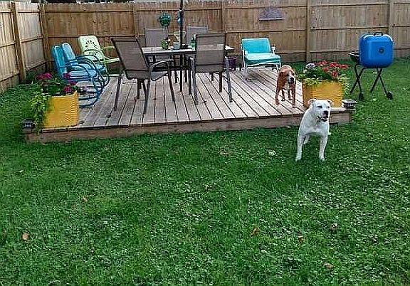 Large fenced backyard
