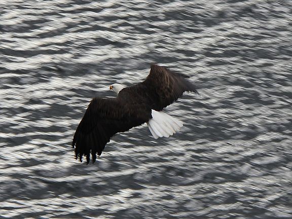 Resident Bald Eagle