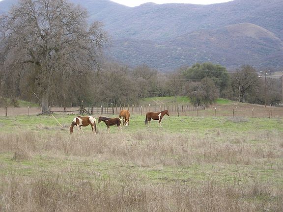 Perfect Horse or Cattle Ranch