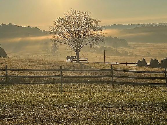 Morning Sun/ Front pasture