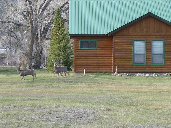 deer neighbors