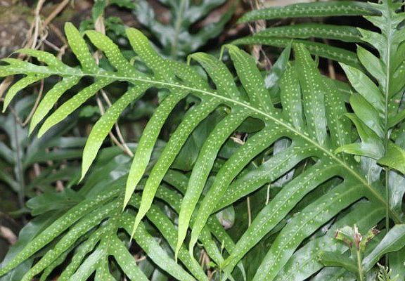 Native plants