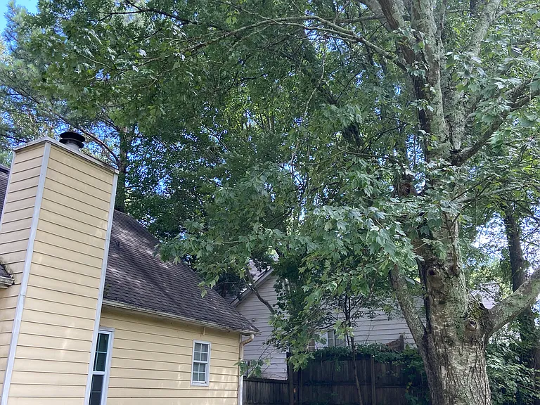 Backyard 1