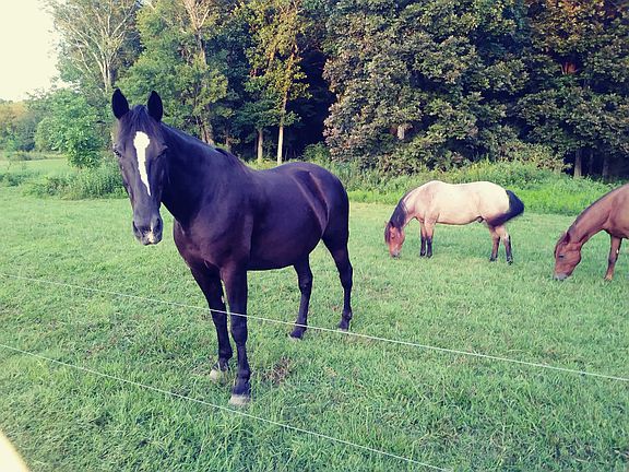 Raise Horses?