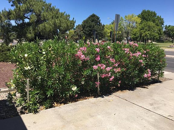 Oleanders