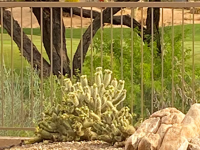 6894 E Thirsty Cactus Ln — Photo 51